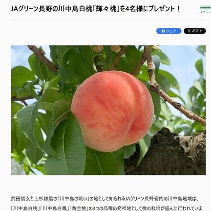 川中島白桃「輝々桃」