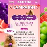カジッテ新CM 中の人予想 プレゼントキャンペーンの概要
