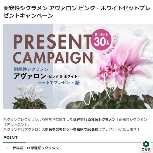 耐寒性シクラメン アヴァロン ピンク・ホワイトセットプレゼントキャンペーンの詳細
