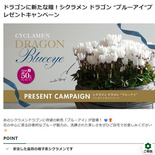 ドラゴンに新たな瞳!シクラメン ドラゴン “ブルーアイ”プレゼントキャンペーンの詳細