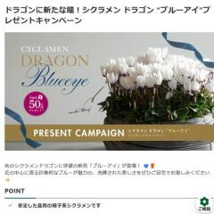 �ɥ饴��˿�����Ʒ���������� �ɥ饴�� �ȥ֥롼�����ɥץ쥼��ȥ����ڡ���γ���